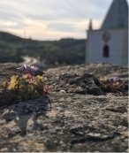 plant growing out of rock crevaces with church in background