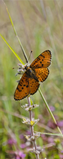 Summer 2015 - Bulgaria butterfly